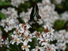 シャリンバイの花