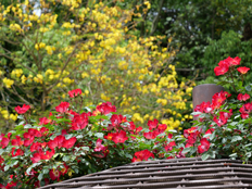 ツルバラのカクテル