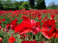 シャーレーポピー2