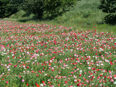 シャーレーポピー1