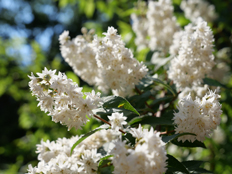 シロバナヤエウツギ