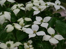 ヤマボウシの花