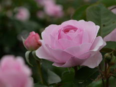 ガートルード・ジェキル