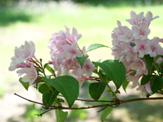 タニウツギの花