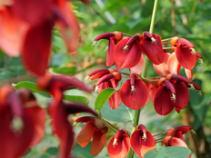 アメリカデイゴ