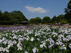 菖蒲園