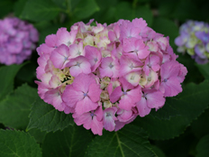 あじさいの小径1