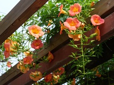 ノウゼンカズラ