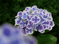 手まり咲きのアジサイ