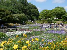菖蒲園の様子