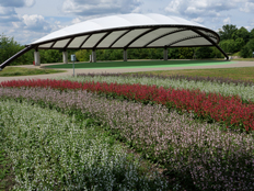 サルビア・コクシネア