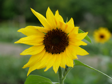 サンフィニティ