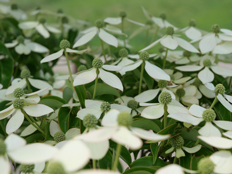 常緑ヤマボウシ