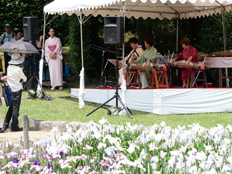 琴の演奏の様子