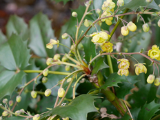 ヒイラギナンテンの花