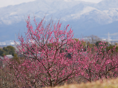 梅林と山の写真