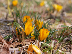 クロッカスの花