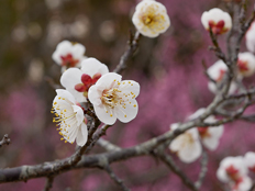 白梅の花