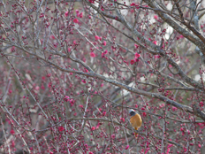 ジョウビタキの様子1