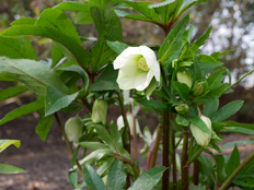 クリスマスローズ