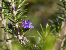 ローズマリーの花