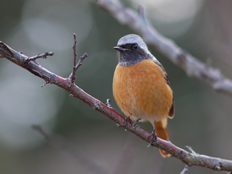 ジョウビタキの様子2