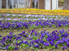 パンジーとビオラ