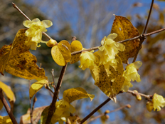 ソシンロウバイ