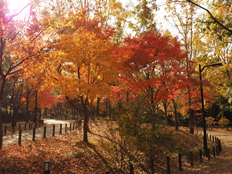 カエデ類の紅葉1