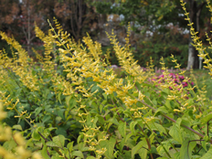 イエローマジェスティ