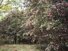サザンカの大木