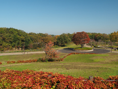 オタフクナンテン