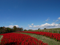 サルビア・スプレンデンス