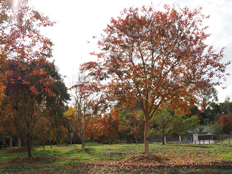 サルスベリの紅葉