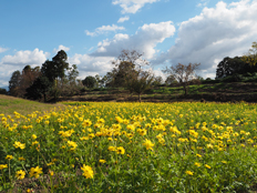 キバナコスモス