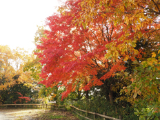 コナラの黄葉とタカオモミジの紅葉