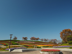 ケヤキやサクラの紅葉