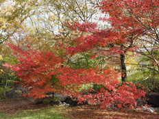 カエデ類の紅葉2