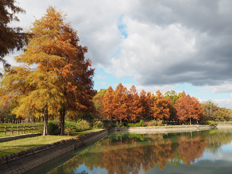 ラクウショウの紅葉