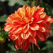 ミンガスマリー