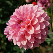 ポートオータム