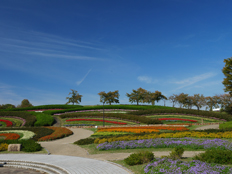 花壇の草花の様子