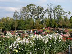 ダリア園の様子1