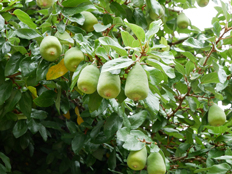 オオイタビの実