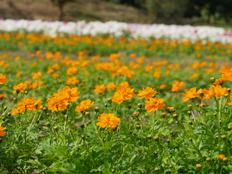 キバナコスモス