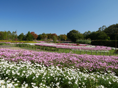 花の道のコスモス1