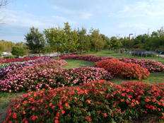 ニューギニア・インパチェンス