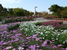 ダリア園付近の様子