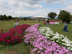 大型テント前のコスモス