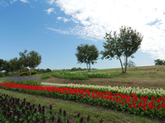 集いの丘の花々